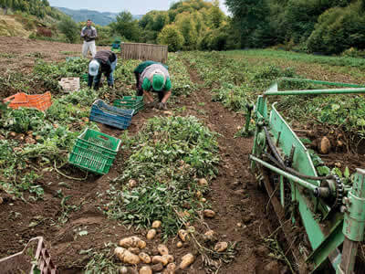 patates chrysovitsas 2