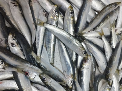 sardela amvrakikou.jpg